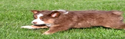 Miniature Australian Shepherd dogs for sale: Alex - Ad 7