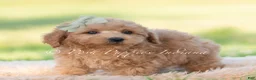 Mini Goldendoodle dogs for sale: rocket - Ad 2