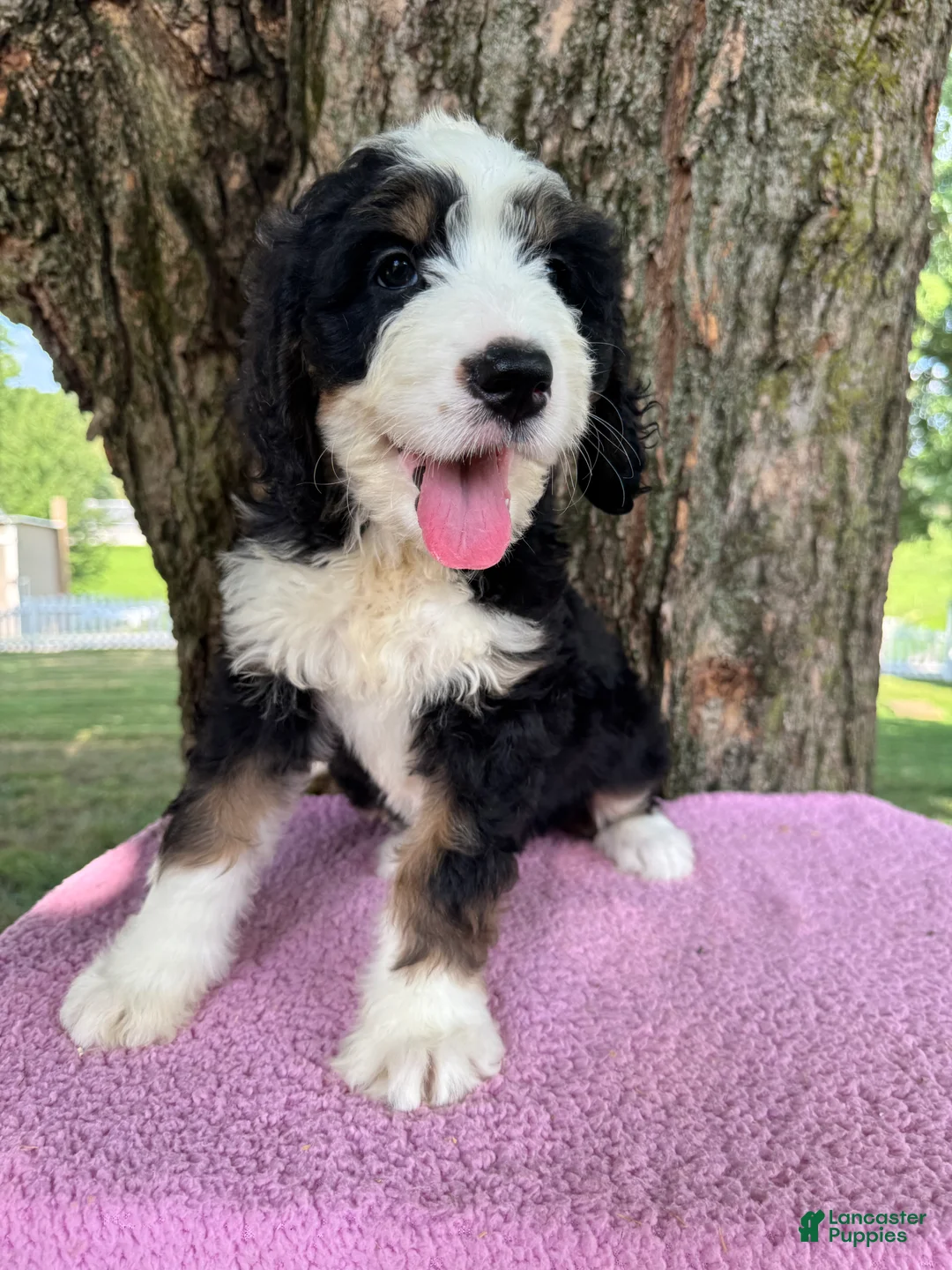 Bernedoodle dogs for sale: Daisy  - Ad 1