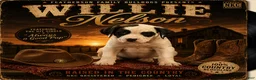 American Bulldog dogs for sale: Willie Nelson - Ad 1