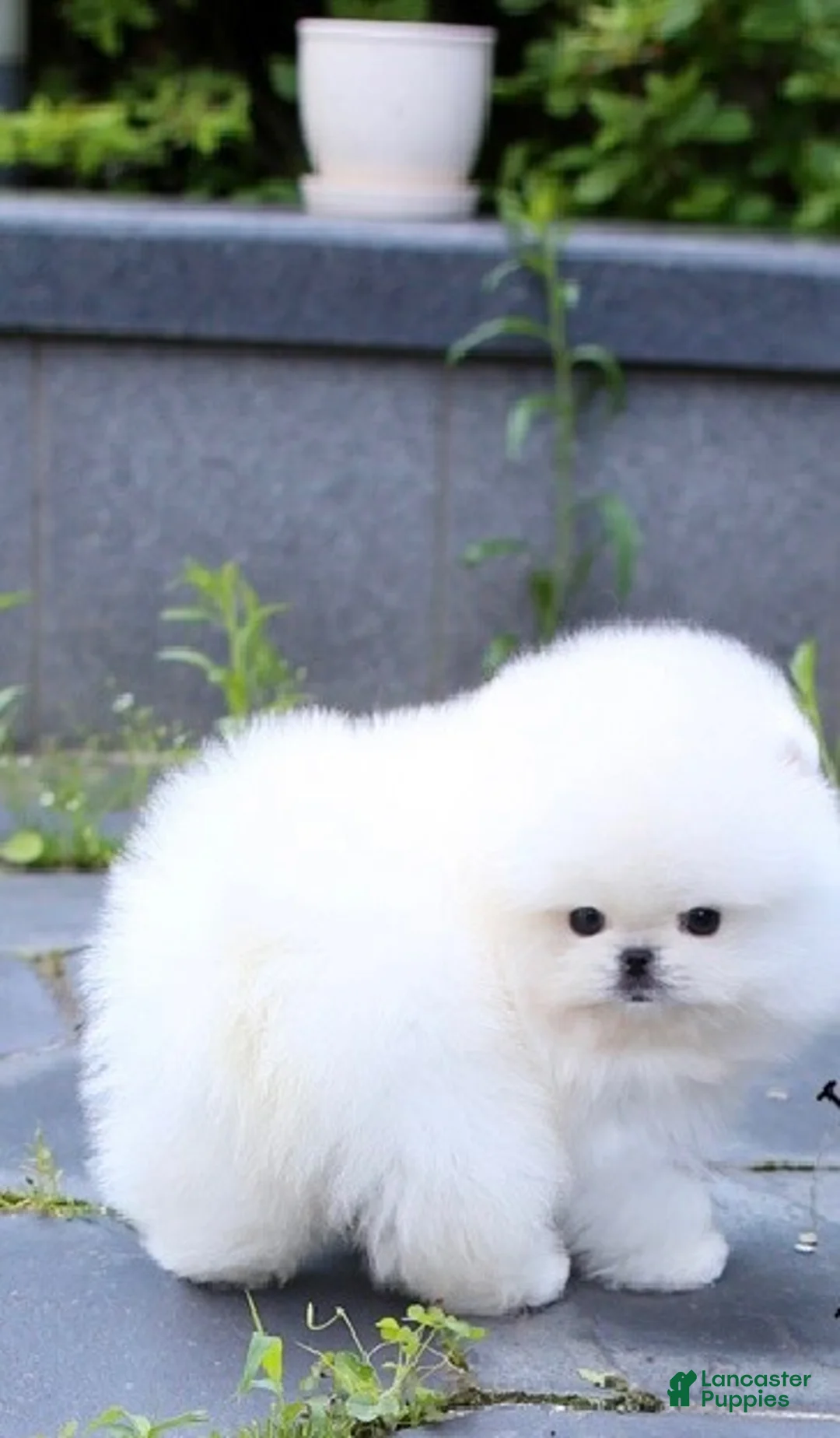 Pomeranian dogs for sale: Bori - Ad 2