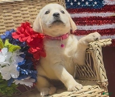 Labrador Retriever dogs for sale: Labrador Retriever Puppy 5 - Ad 2