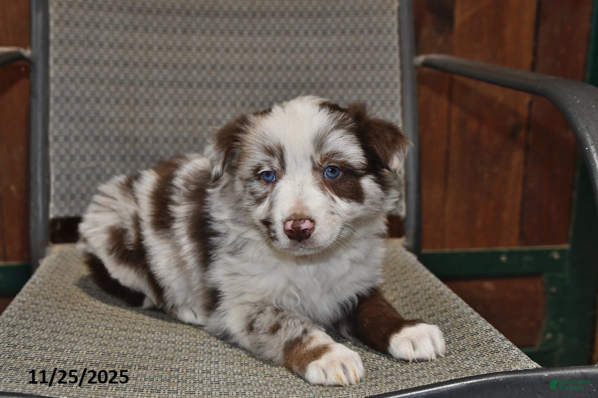 Australian Shepherd dogs Buster - Ad 5