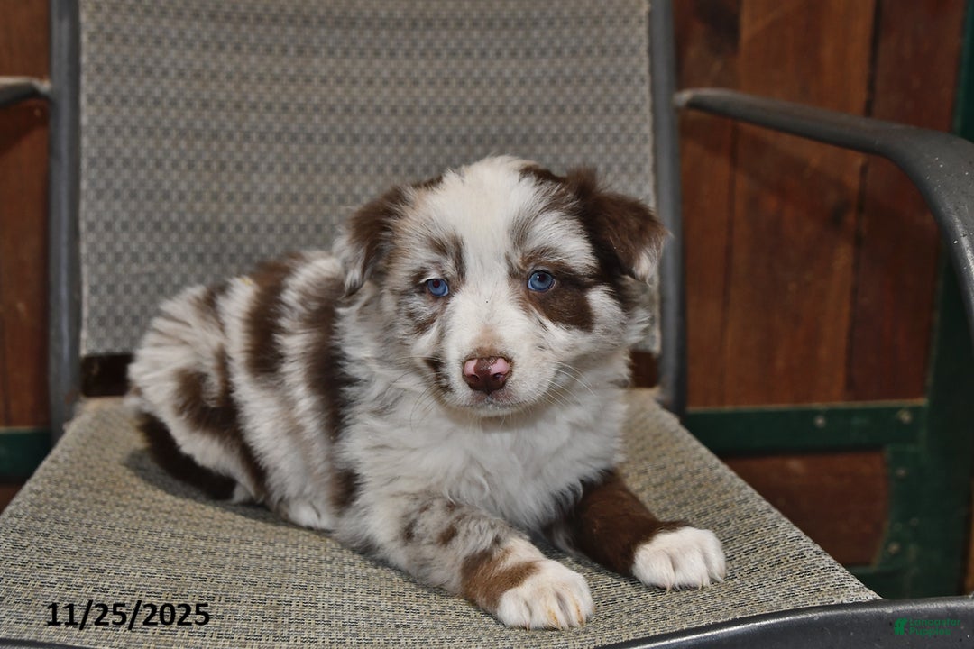 Australian Shepherd dogs for sale: Buster - Ad 1