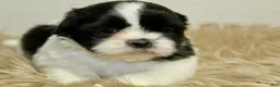 Shih Tzu dogs for sale: Panda - Ad 9