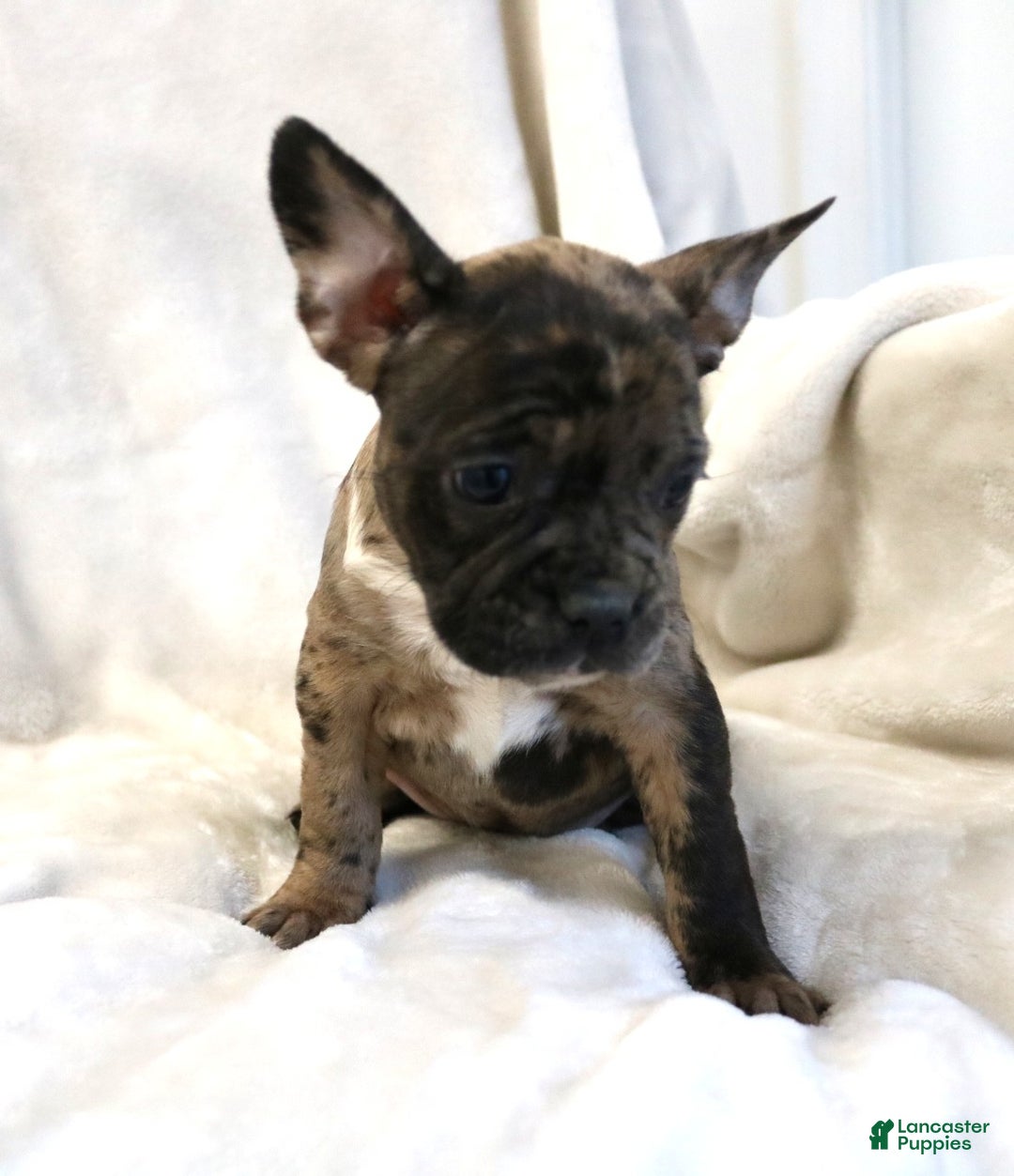 Frenchton dogs for sale: Caylee - Ad 9