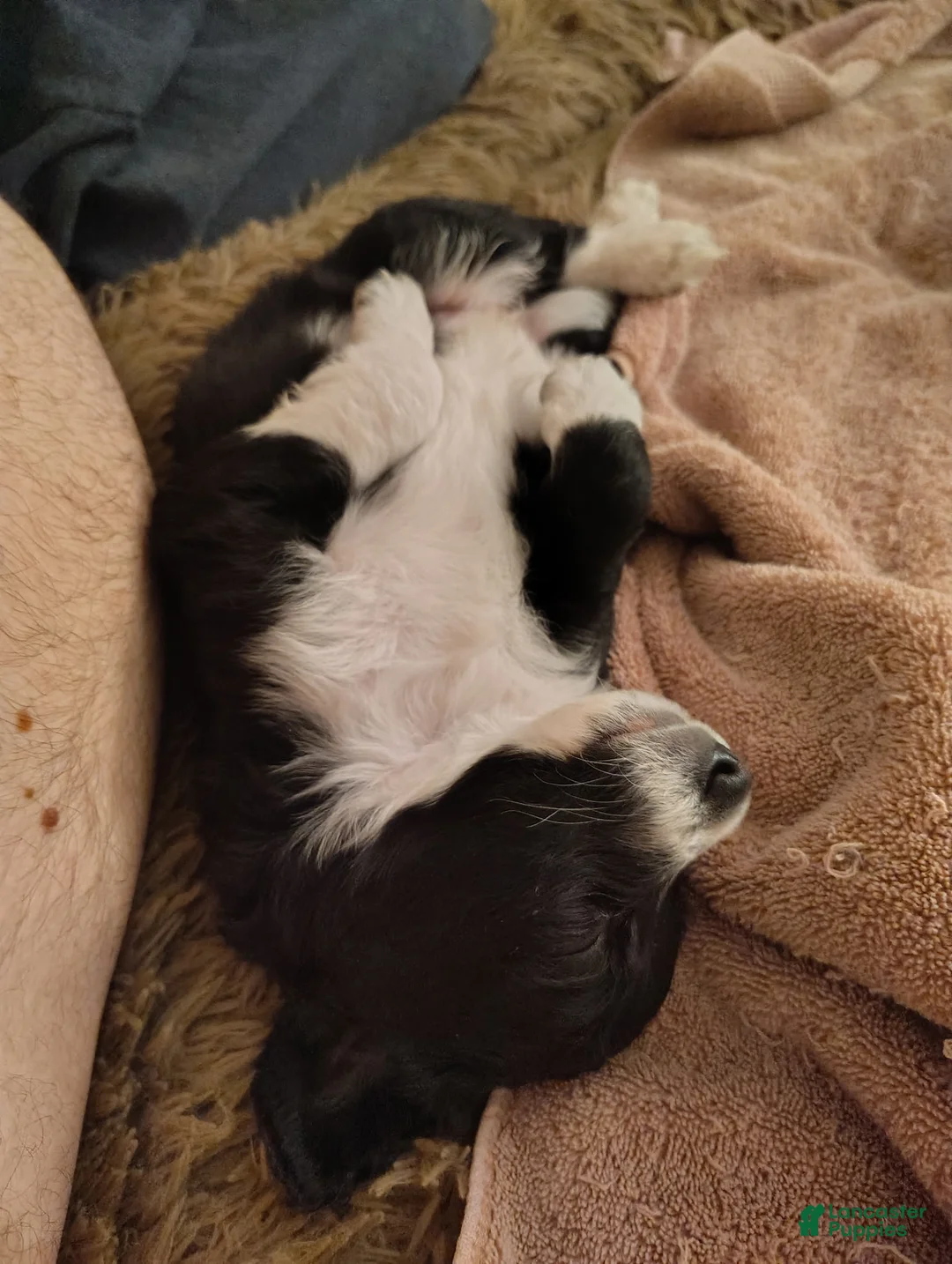 Aussiedoodle dogs for sale: Socks  - Ad 4