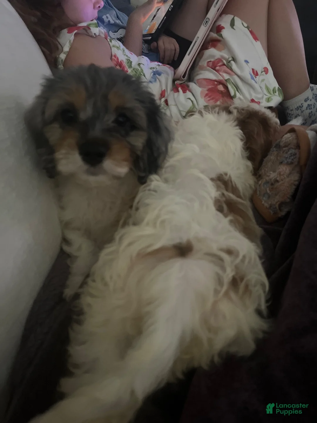 Cavapoo dogs for sale: Kira - Ad 2
