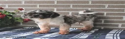 Shih Tzu dogs for sale: Kevin - Ad 6