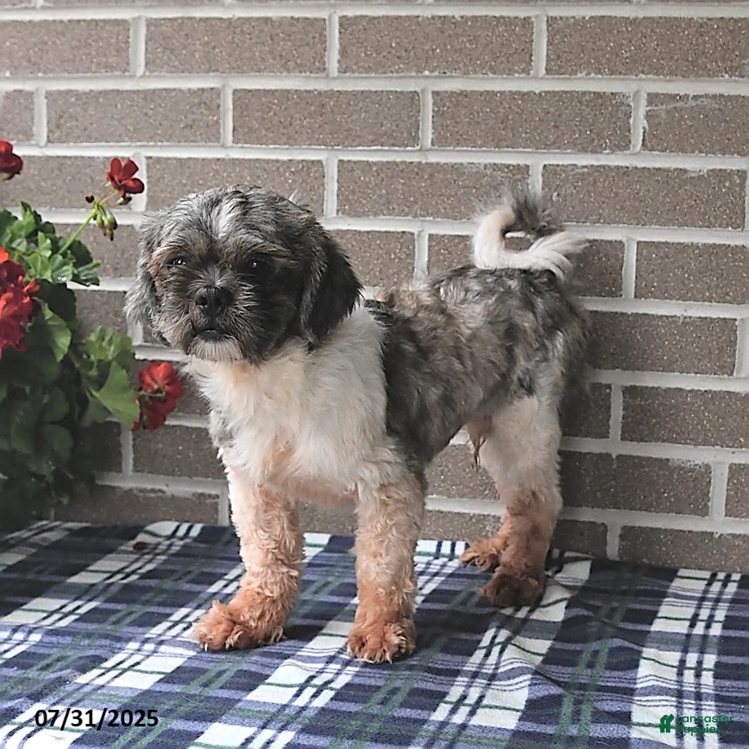 Shih Tzu dogs for sale: Kevin - Ad 6