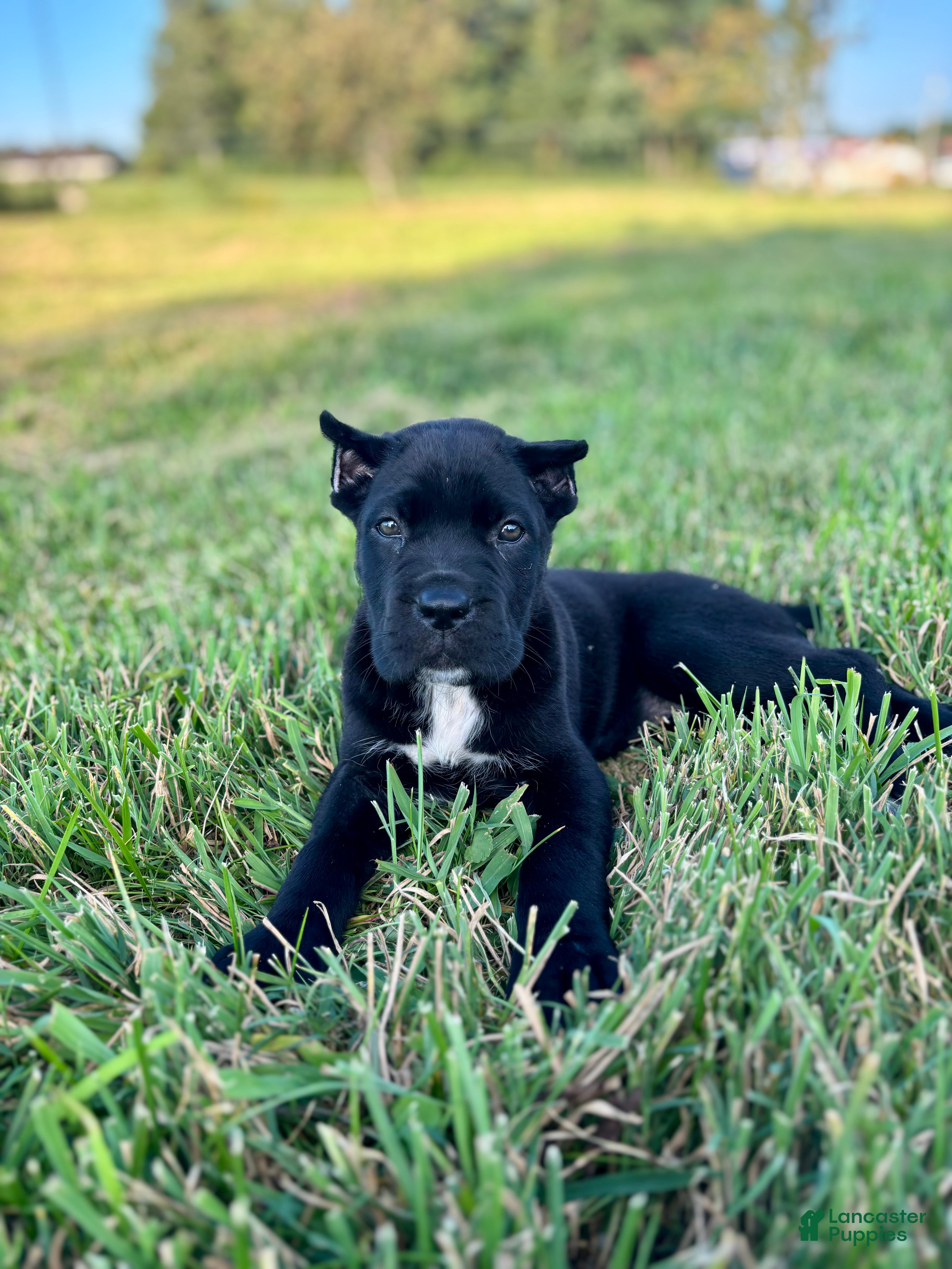 Cane Corso dogs Bear - Ad 1