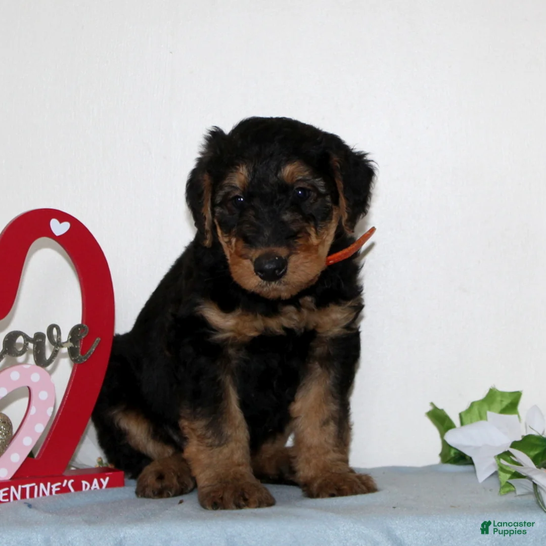 Airedale Terrier dogs for sale: Skippy  - Ad 1