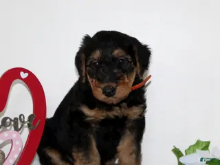 Airedale Terrier dogs Skippy - Ad 5