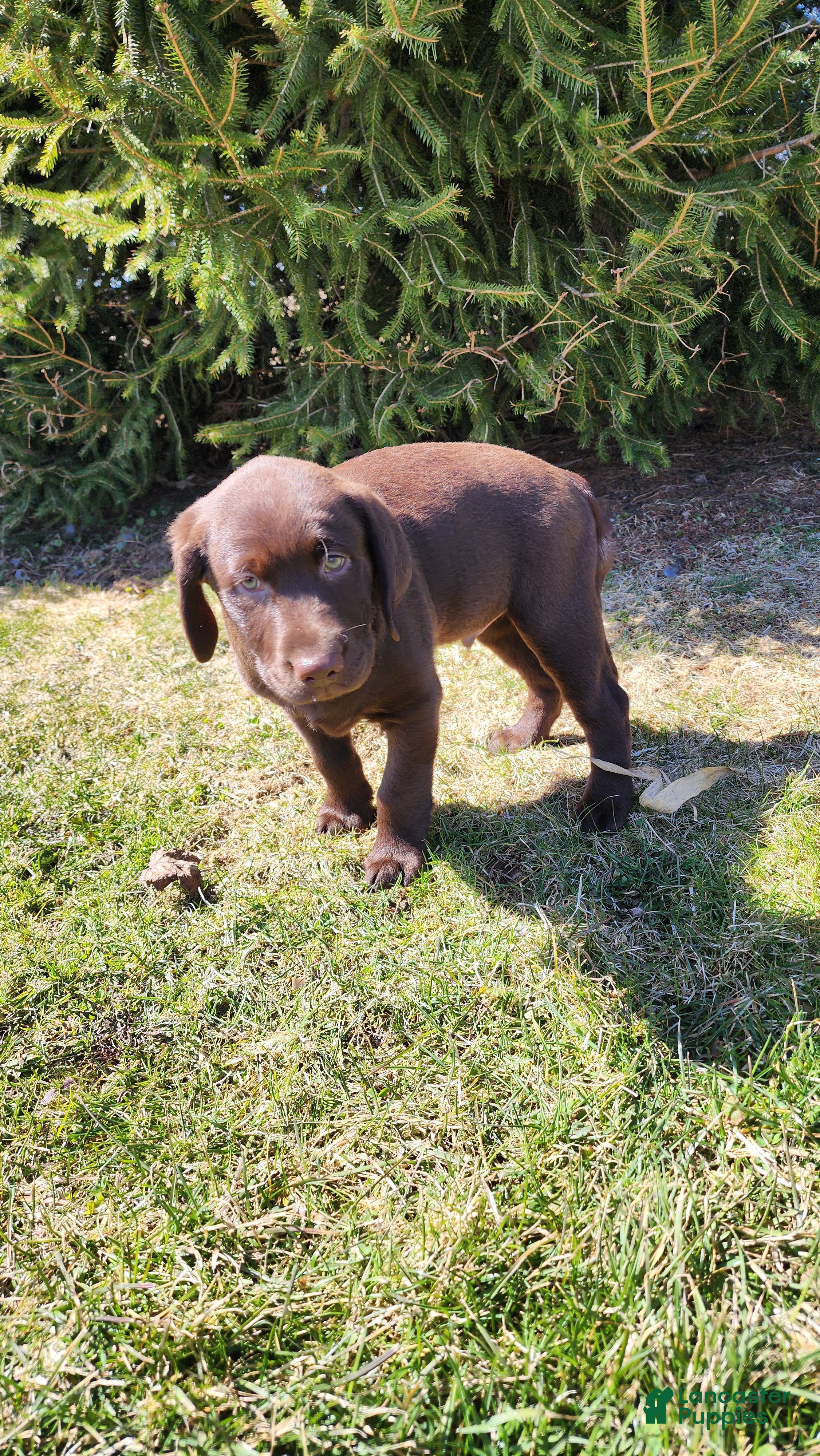 Labrador Retriever dogs Rascal - Ad 13