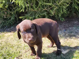 Labrador Retriever dogs Rascal - Ad 13