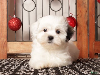 Teddy Bear dogs Mocha - Ad 1