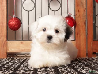 Teddy Bear dogs Mocha - Ad 40