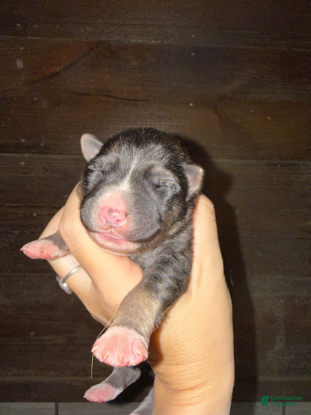 Gerberian Shepsky dogs for sale: Grey - Ad 1