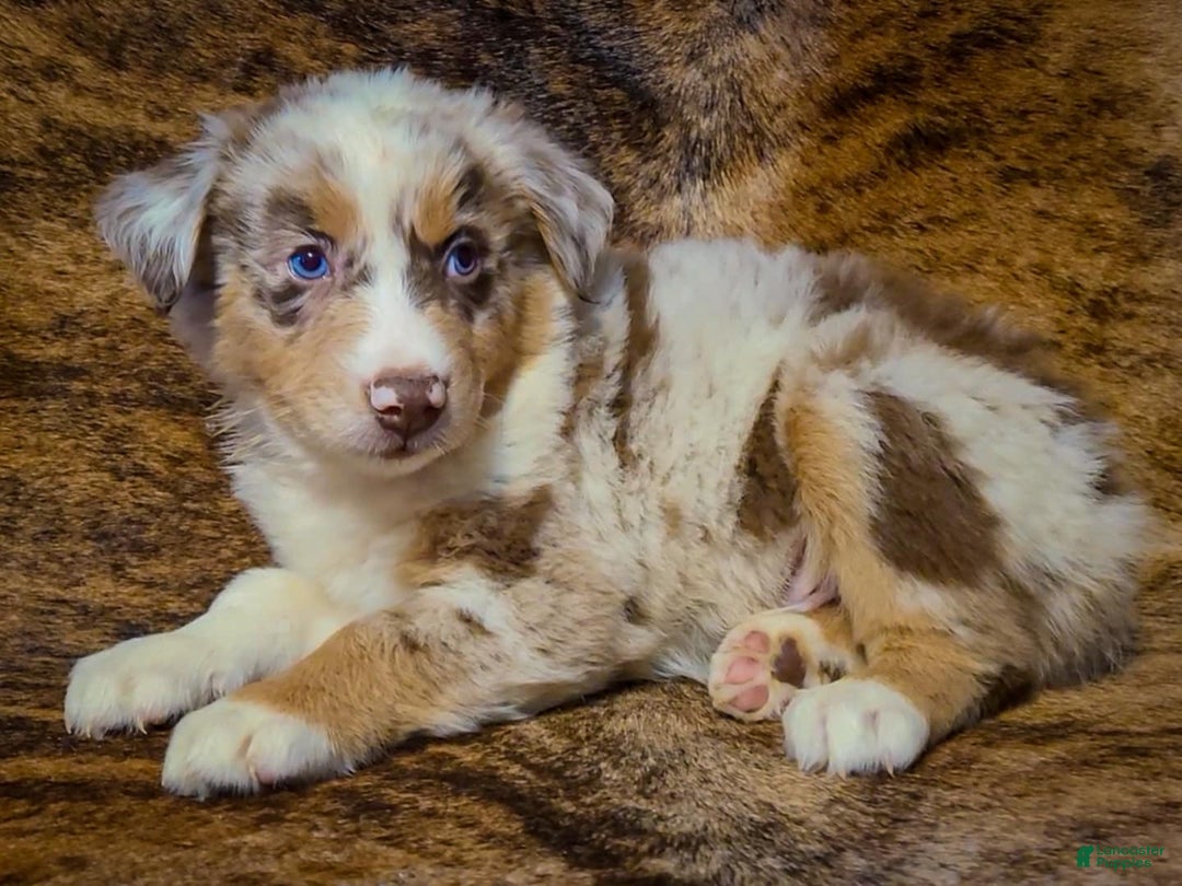 Gallery Image {{count}}