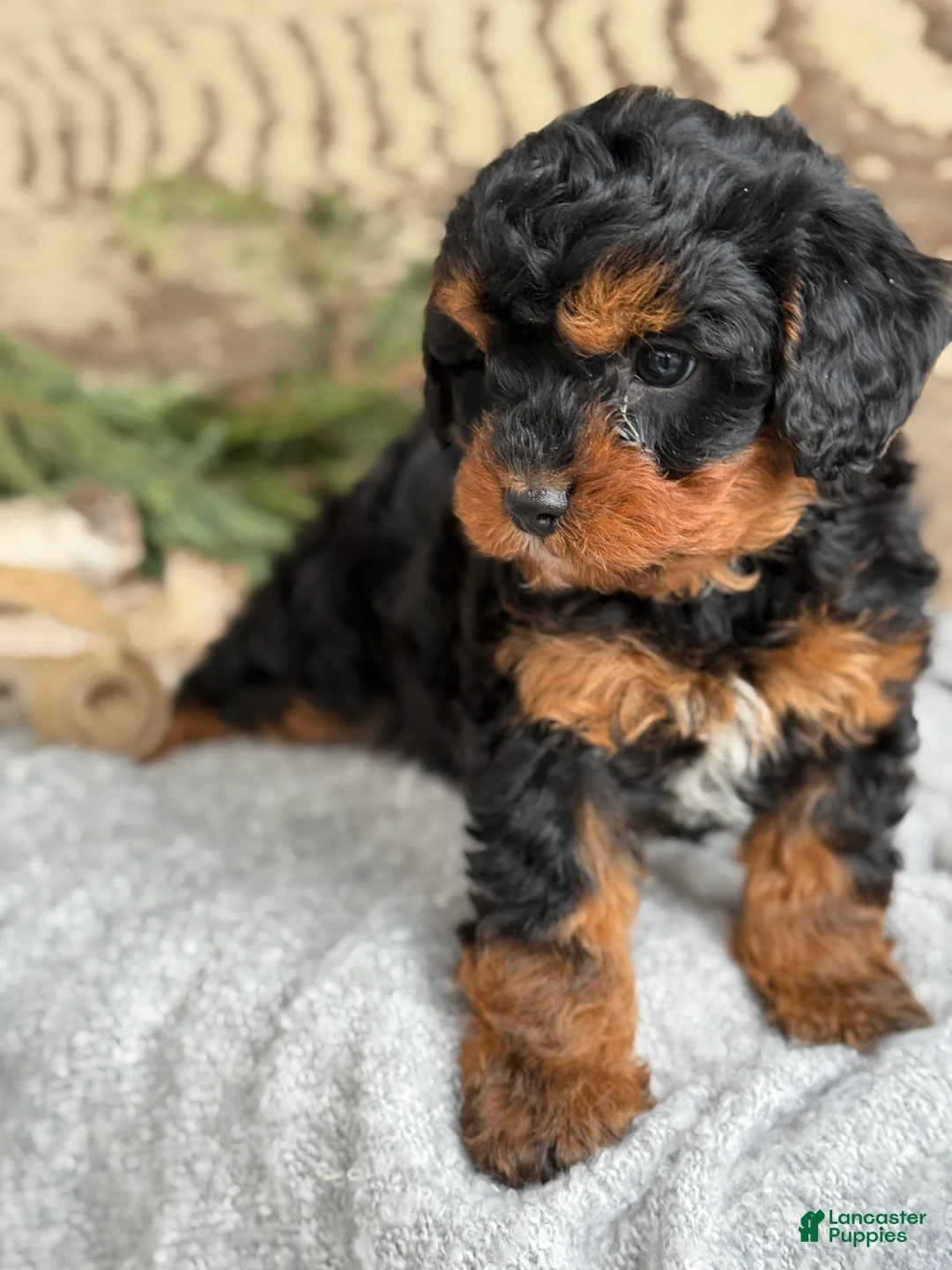 Mixed Breed dogs for sale: Barkley - Ad 13