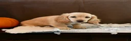Miniature Dachshund dogs for sale: Snoopy - Ad 3