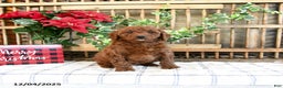 Mini Goldendoodle dogs for sale: Flora   - Ad 1