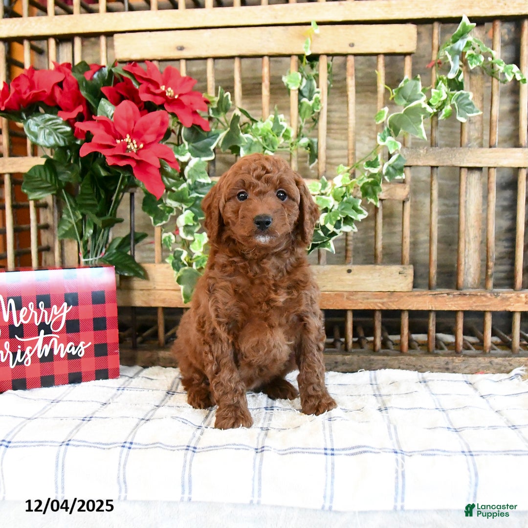 Mini Goldendoodle dogs for sale: Flora   - Ad 1
