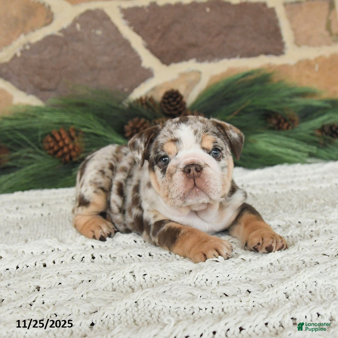 English Bulldog dogs for sale: Caramel Latte - Ad 3