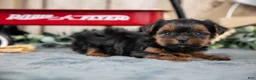 Yorkshire Terrier dogs for sale: Harper - Ad 3