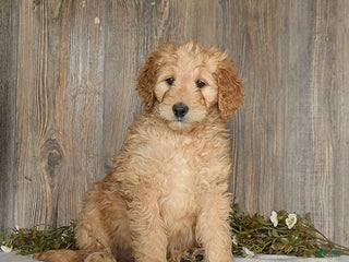 Goldendoodle dogs Epic - Ad 13