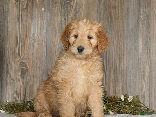Goldendoodle dogs Epic - Ad 31