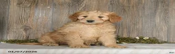 Goldendoodle dogs for sale: Epic - Ad 1