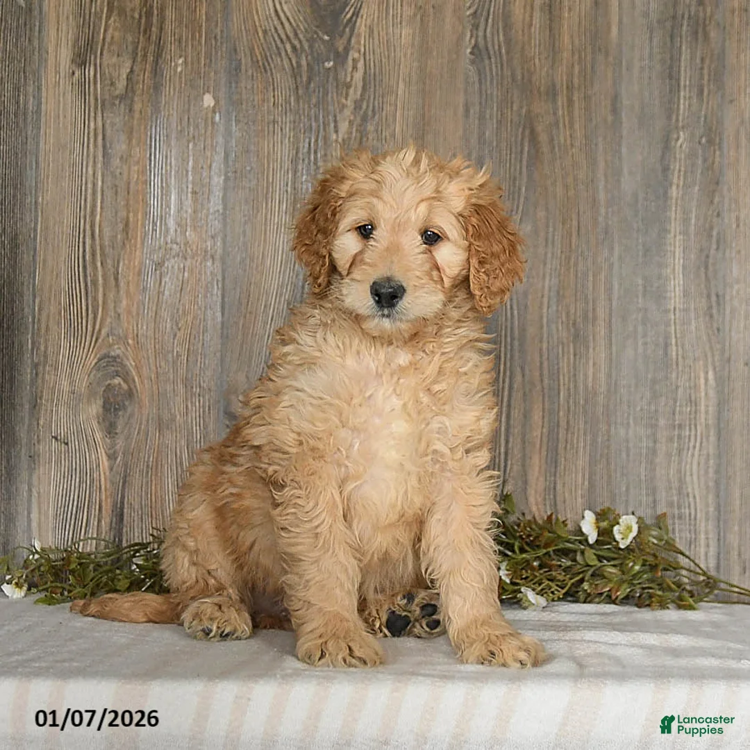 Goldendoodle dogs for sale: Epic - Ad 1