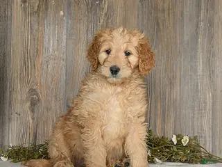 Goldendoodle dogs Epic - Ad 28