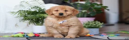 Golden Retriever dogs for sale: Smoker - Ad 1