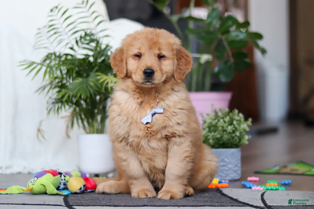 Golden Retriever dogs for sale: Smoker - Ad 1
