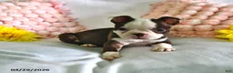 Boston Terrier dogs for sale: Dutchess - Ad 2