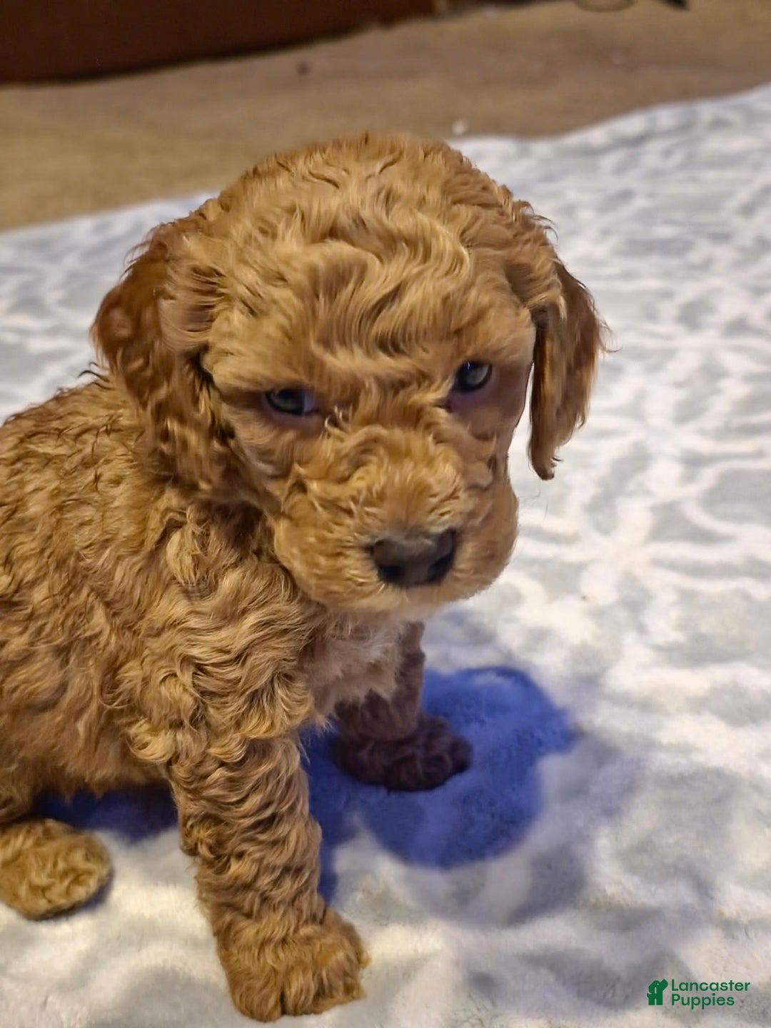 Mini Goldendoodle dogs for sale: Bella - Ad 23