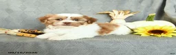 Shorkie dogs for sale: Musketeer - Ad 1