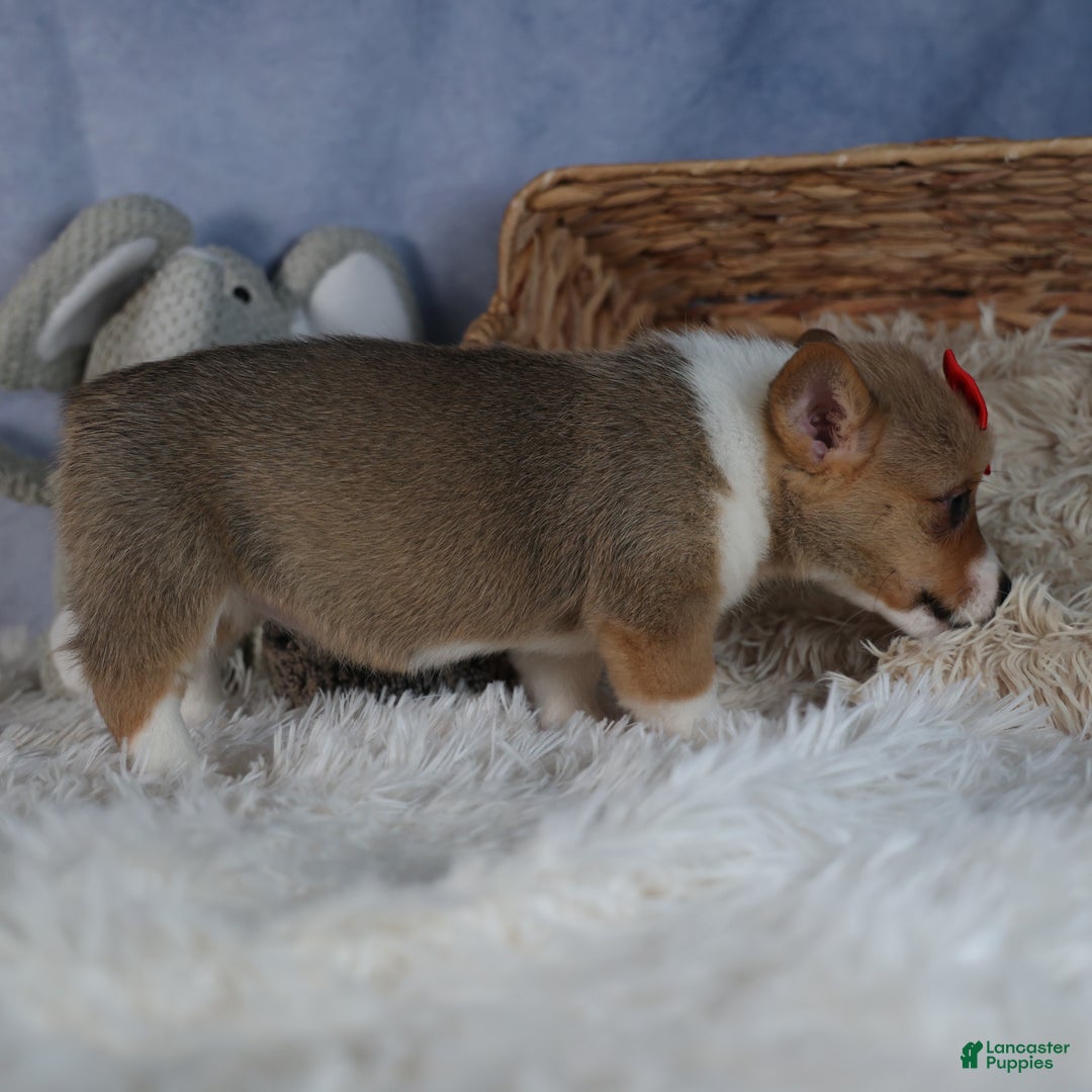 Welsh Corgi Pembroke dogs for sale: Diva - Ad 10