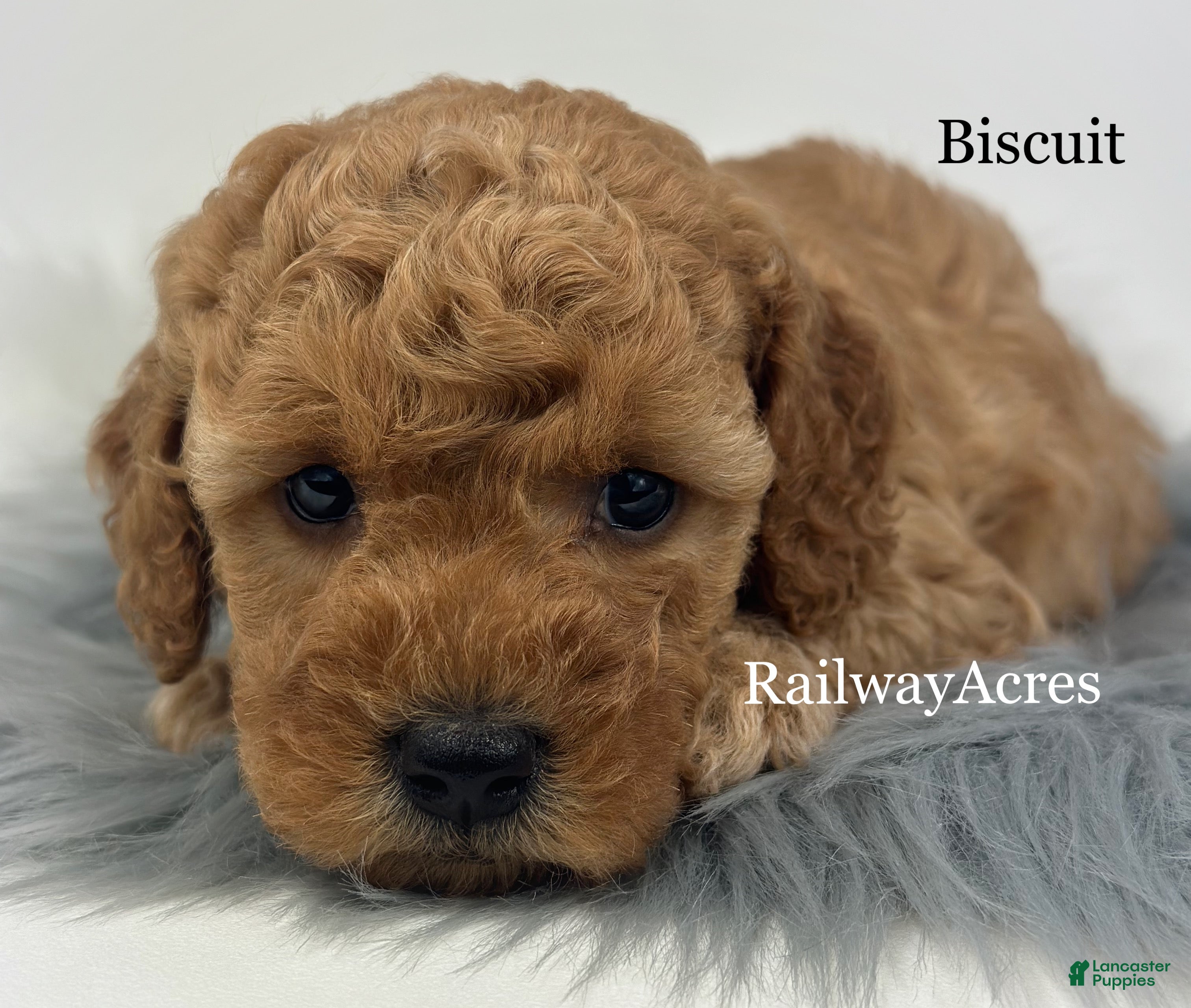 Mini Goldendoodle dogs Biscuit - Ad 12