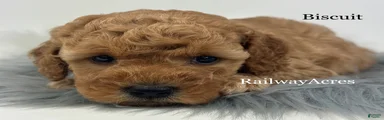 Biscuit