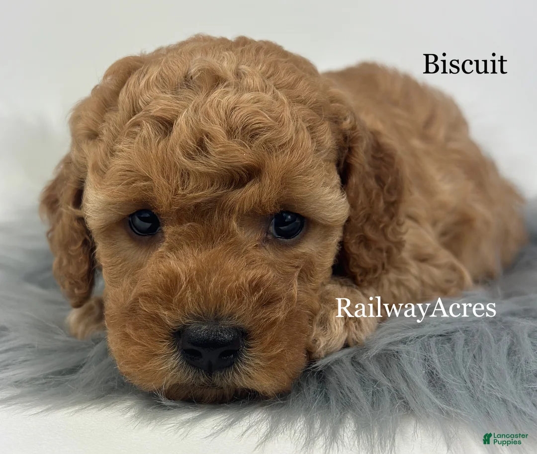 Mini Goldendoodle dogs for sale: Biscuit - Ad 1
