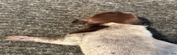 German Shorthaired Pointer dogs for sale: German Shorthaired Pointer Male 2 - Ad 3