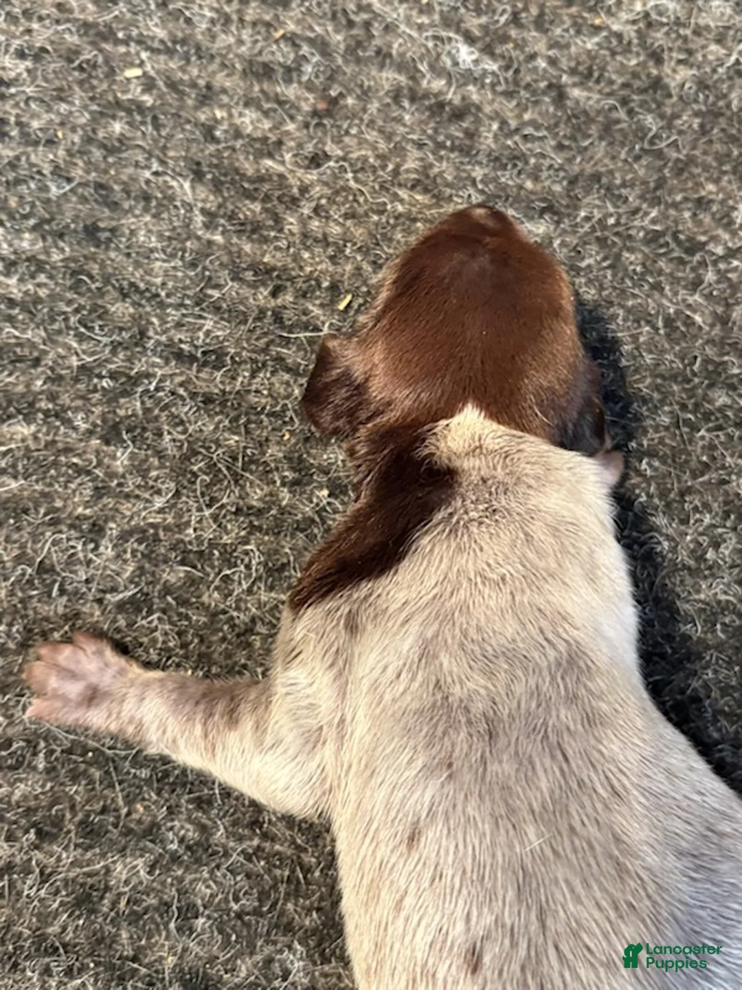 German Shorthaired Pointer dogs for sale: German Shorthaired Pointer Male 2 - Ad 3