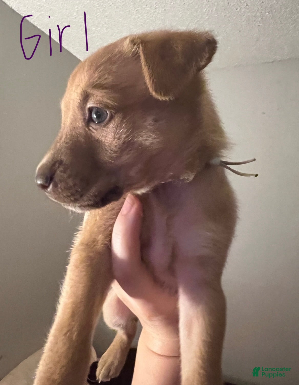 Mixed Breed dogs Olsen - Ad 10