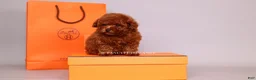 Toy Poodle dogs for sale: HERMES Teacup Toy Poodle Puppy - Ad 7