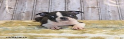 Boston Terrier dogs for sale: Roscoe - Ad 2