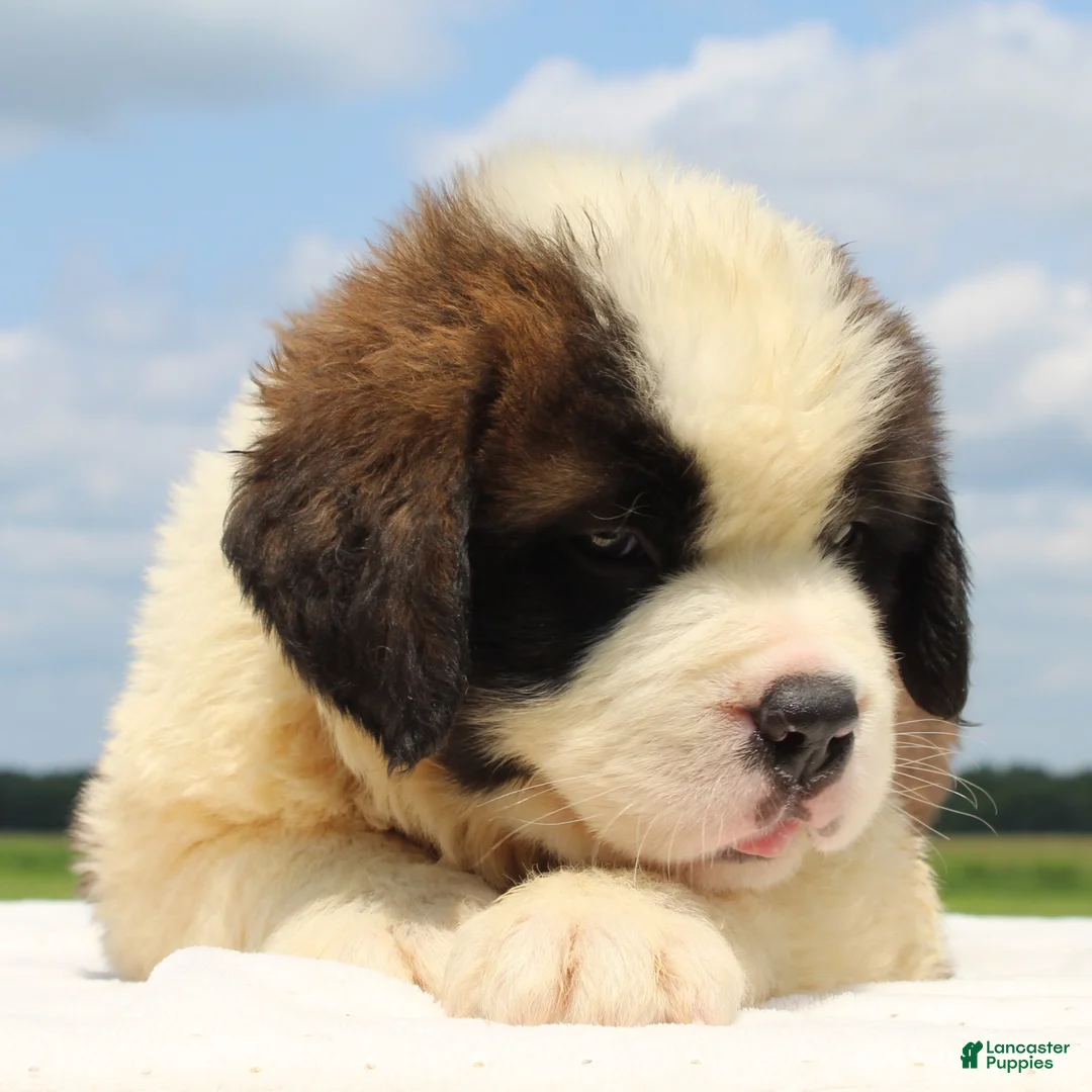 Saint Bernard dogs for sale: Max - AKC Champion Bloodlines - Ad 2