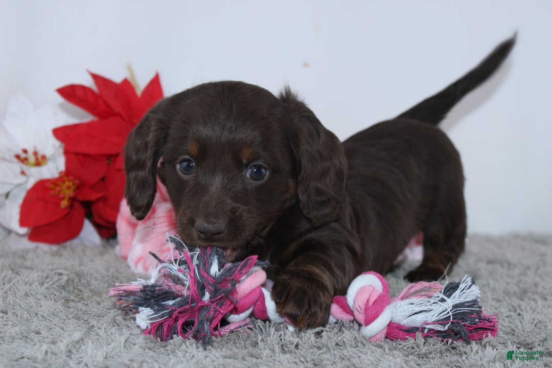 Miniature Dachshund dogs for sale: Joy - Ad 2